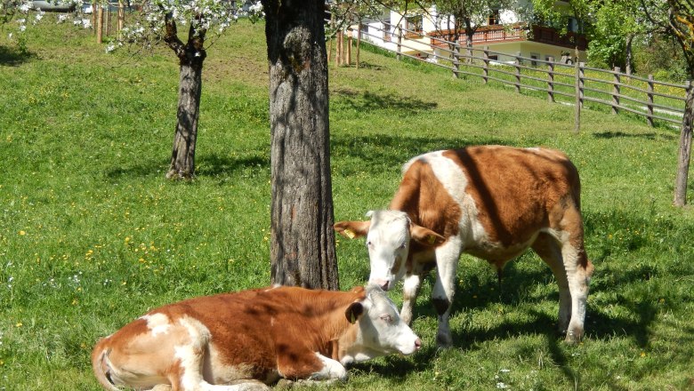 Unsere Kälber auf der Weide, © Poidlbauer Unsere Kälber auf der Weide, © Poidlbauer