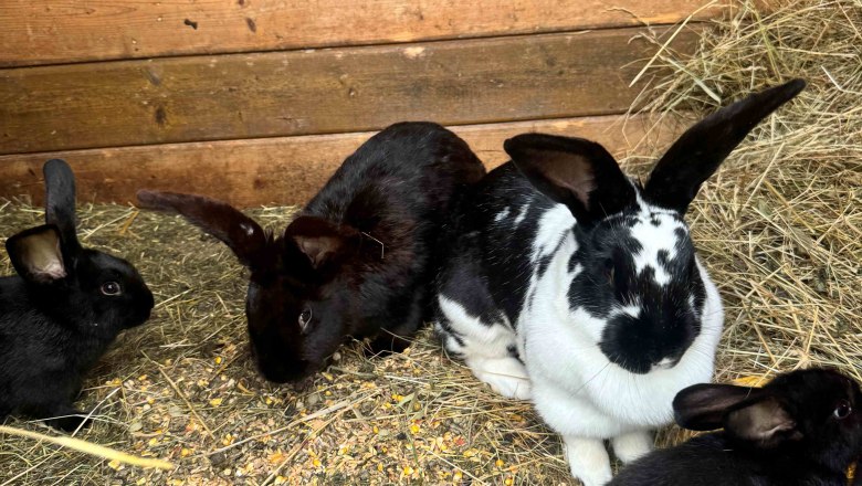 image00021, © Familie Buber Rabbits in a hutch with hay and feed.