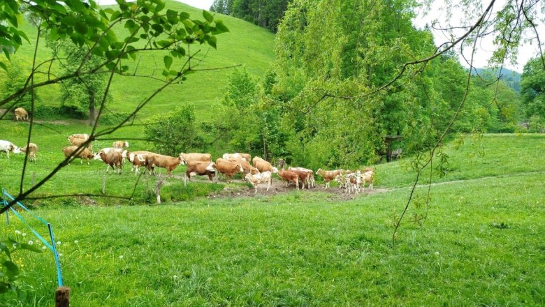 Urlaub am Bauernhof-Oberrehau, © Andrea Kronsteiner Urlaub am Bauernhof-Oberrehau, © Andrea Kronsteiner