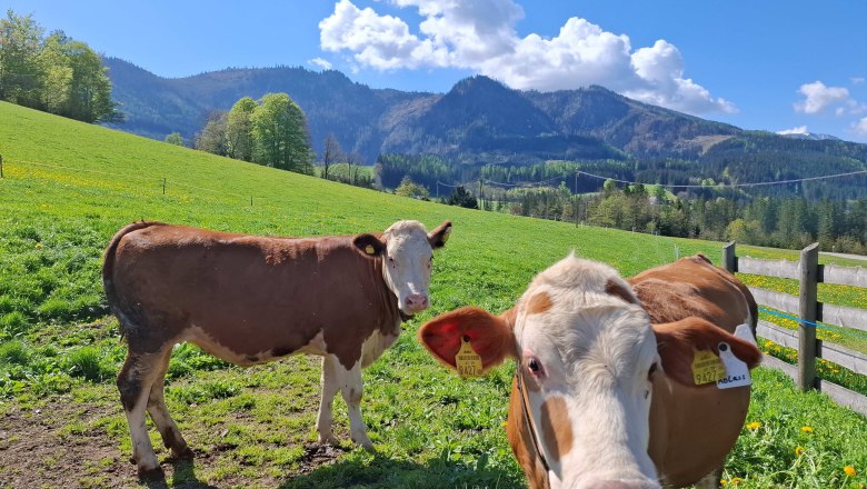 Bauernhof Ablass (7), © Ablass Bauernhof Ablass (7), © Ablass