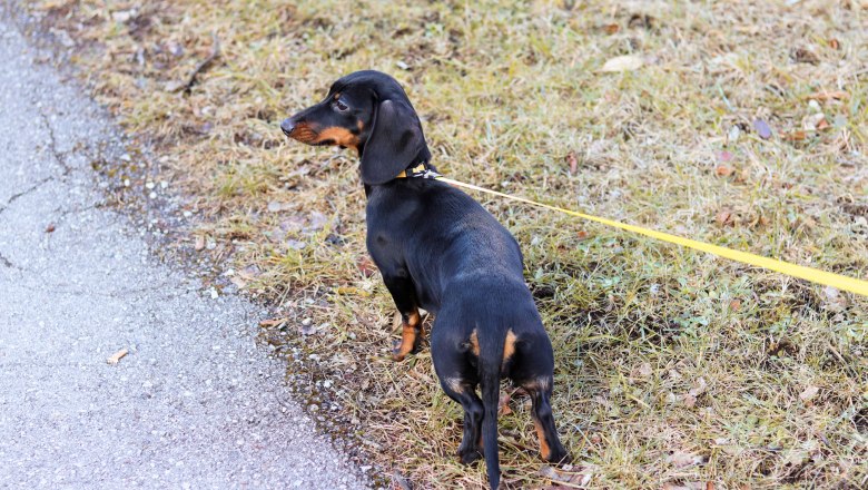 Lovely walks with Buddy and Co., © Anna Fohringer Lovely walks with Buddy and Co., © Anna Fohringer