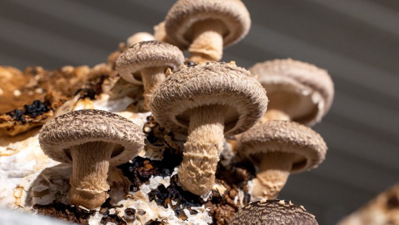 Kaiserschwammerl, © Theo Kust Kaiserschwammerl, © Theo Kust