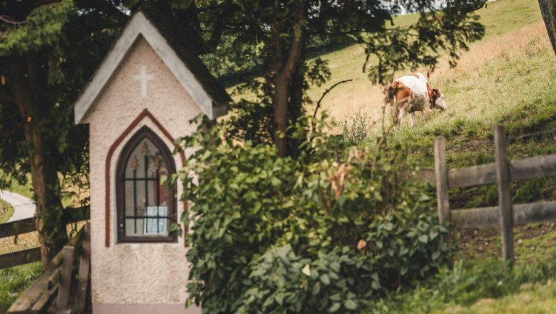 Mostheuriger Almhaus Hochkogel, © Gerald Demolsky Mostheuriger Almhaus Hochkogel, © Gerald Demolsky