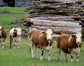 Kuhverhalten , © pixabay.com Kuhverhalten , © pixabay.com