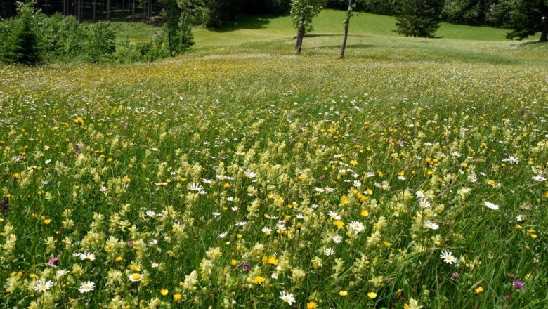 Show meadow Hochtal near Göstling an der Ybbs, © David Bock Show meadow Hochtal near Göstling an der Ybbs, © David Bock