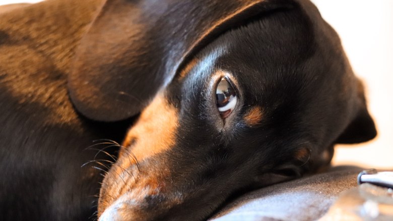 Welcome dogs!, © Anna Fohringer Welcome dogs!, © Anna Fohringer