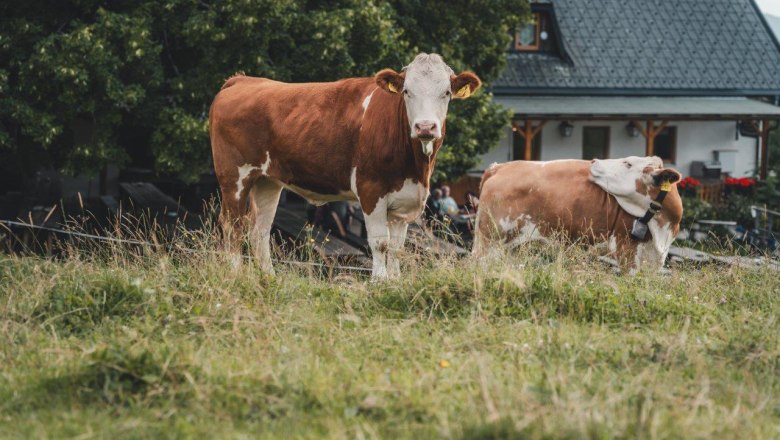 Almhaus Hochbärneck, © Gerald Demolsky Almhaus Hochbärneck, © Gerald Demolsky