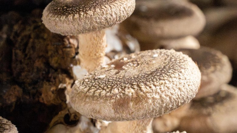 Kaiserschwammerl, © Theo Kust Kaiserschwammerl, © Theo Kust