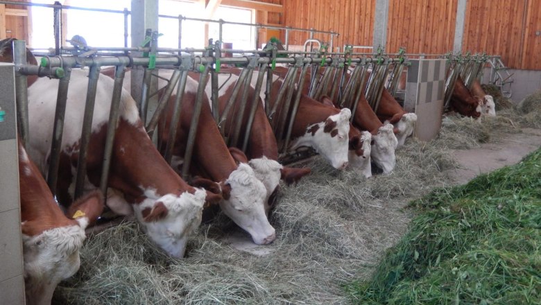 12 Milchkühe leben im Laufstall, © Poidlbauer 12 Milchkühe leben im Laufstall, © Poidlbauer