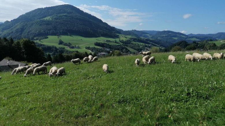 Bio-Schaf-Berg Familie Oismüller, © pivat, z.V.g. Oismüller Bio-Schaf-Berg Familie Oismüller, © pivat, z.V.g. Oismüller