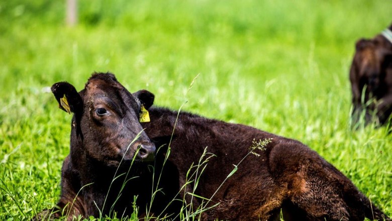 Organic Wagyuhof Reingrub, © Theo Kust Organic Wagyuhof Reingrub, © Theo Kust
