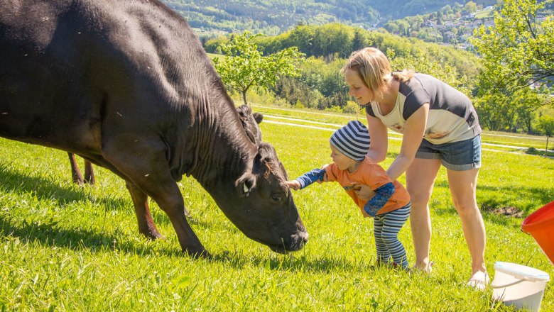 Wagyu-Rinder vom Biohof Zillach, © Friedrich Huber Wagyu-Rinder vom Biohof Zillach, © Friedrich Huber