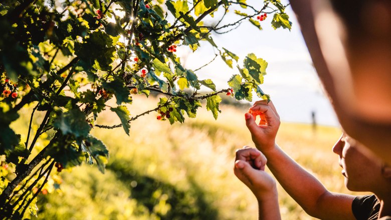 Nestelberg 17, © Sabine Wieser Nestelberg 17, © Sabine Wieser