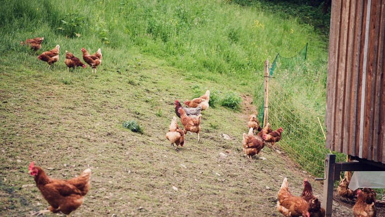 Organic farm Unterkirchen, © Familie Hirner Organic farm Unterkirchen, © Familie Hirner