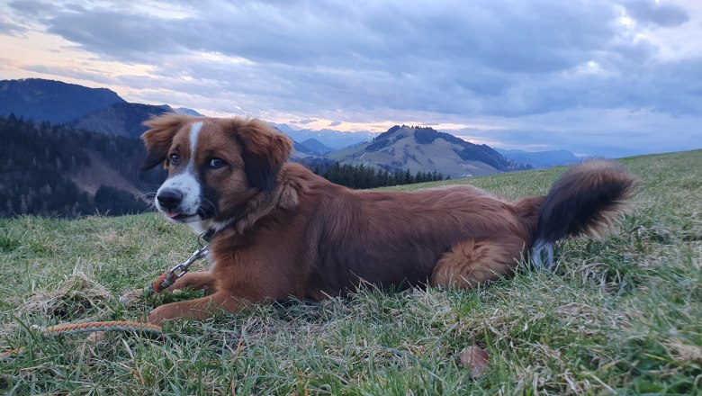 Biobauernhof MItterhirschberg, © Familie Schweighuber Biobauernhof MItterhirschberg, © Familie Schweighuber