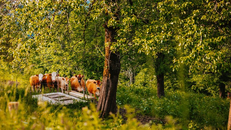 Nestelberg 17, © Sabine Wieser Nestelberg 17, © Sabine Wieser