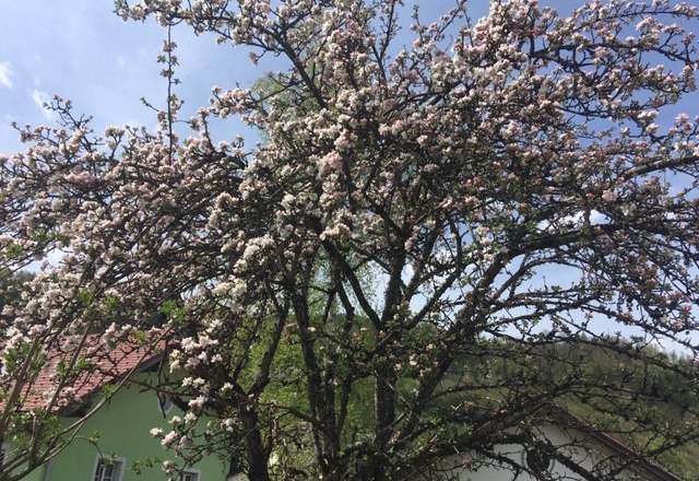 Garden Apartments Maximilian, © Monika Stock Garden Apartments Maximilian, © Monika Stock