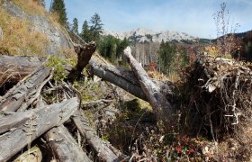 Dürrenstein Wilderness Area, © Mostviertel Tourismus/Weinfranz.at Fallen trees in the Dürrenstein wilderness area with mountains in the background.