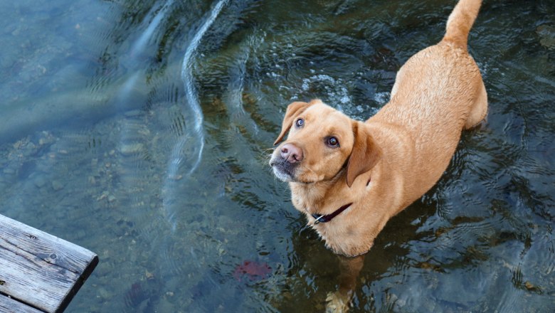 Enjoy your holiday with your beloved pet!, © Anna Fohringer Enjoy your holiday with your beloved pet!, © Anna Fohringer