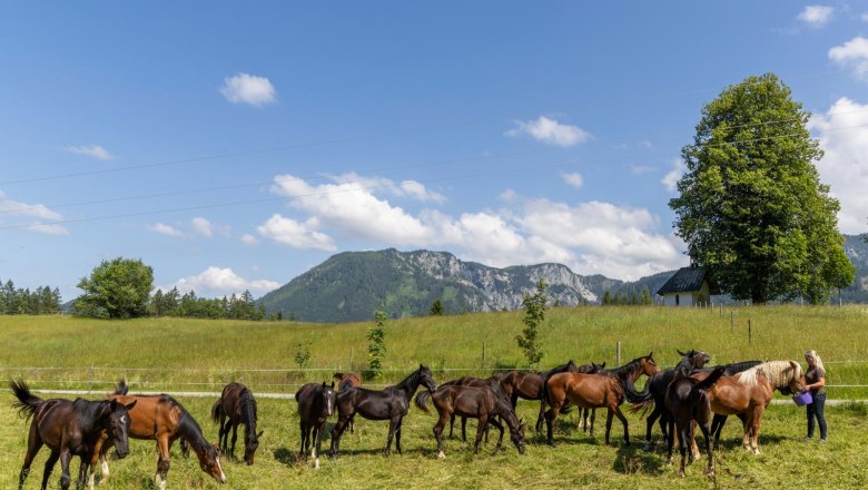 Biohof Herdengl, © Theo Kust Eine Gruppe von Pferden auf einer grünen Wiese vor einer Bergkulisse, mit einer Person, die einen Eimer hält.