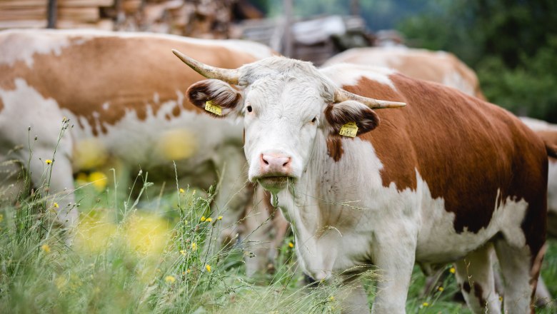 Ennstal mountain pinto, © Sandra Wagner Ennstal mountain pinto, © Sandra Wagner