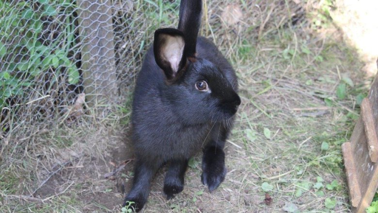 Rabbits at the Kirchau vacation farm, © Ferienhof Kirchau Rabbits at the Kirchau vacation farm, © Ferienhof Kirchau