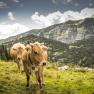 On the mountain pasture, © Theo Kust On the mountain pasture, © Theo Kust