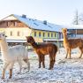 Alpacas, © Katrin Mayr Alpacas, © Katrin Mayr