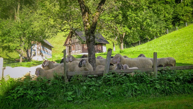 Tiere am Bauernhof, © Mendlingbauer