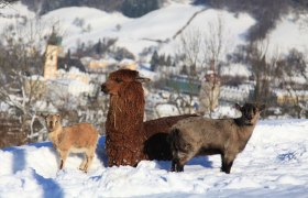 The zoo residents enjoy the view of Waidhofen, © Plachy Andreas Alpaca and two goats in the snow with the city in the background.