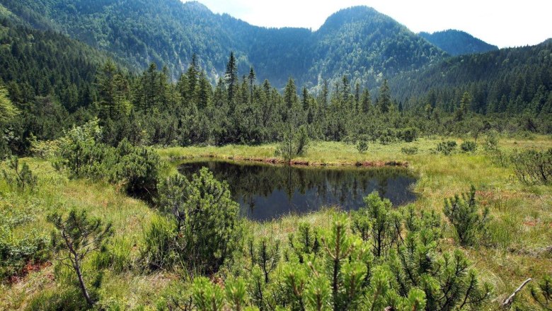 Hochmoor Leckermoos, © weinfranz.at Hochmoor Leckermoos, © weinfranz.at