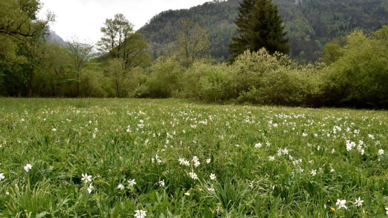 Show meadow water cluster near Lunz am See, © David Bock Show meadow water cluster near Lunz am See, © David Bock