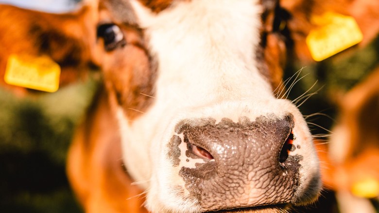 Nestelberg 17, © Sabine Wieser Nestelberg 17, © Sabine Wieser