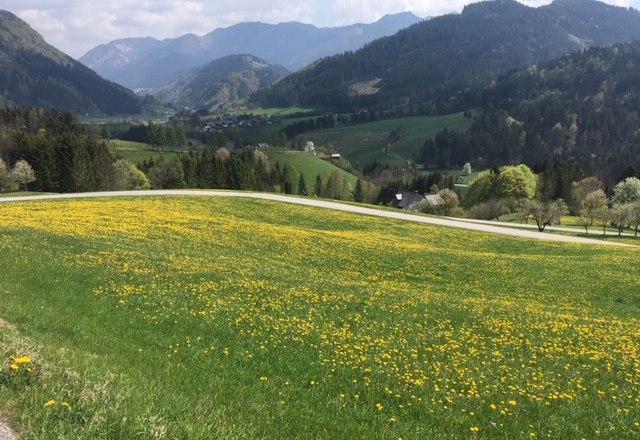 Frühling in Göstling, © Monika Stock Frühling in Göstling, © Monika Stock