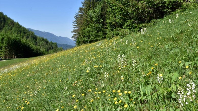 Show meadow in the Kothbergtal valley near Lunz am See, © David Bock Show meadow in the Kothbergtal valley near Lunz am See, © David Bock