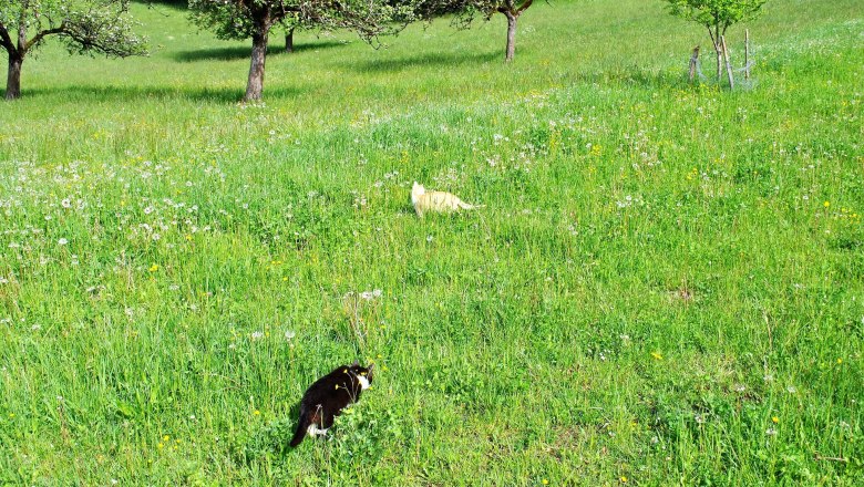The cats look forward to being stroked., © Patrick Leitner The cats look forward to being stroked., © Patrick Leitner