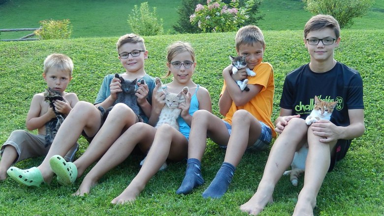 Kinder mit Katzen, © Poidlbauer Kinder mit Katzen, © Poidlbauer
