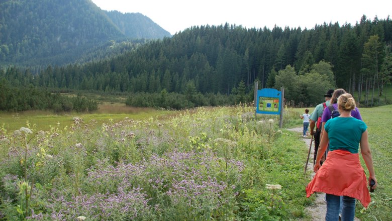 Das Leckermoor auf Hochreit, © fotosoos.at Gruppe von Wanderern auf einem Pfad durch eine blühende Wiese mit Bergen im Hintergrund.
