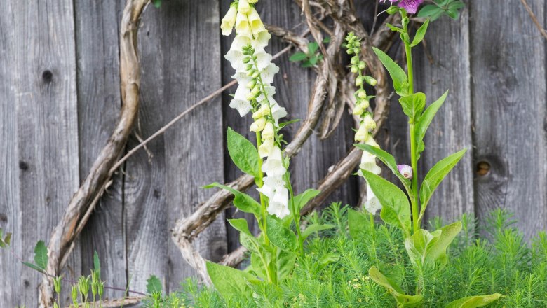 Biohof Hinterstockreith, © Theo Kust Biohof Hinterstockreith, © Theo Kust