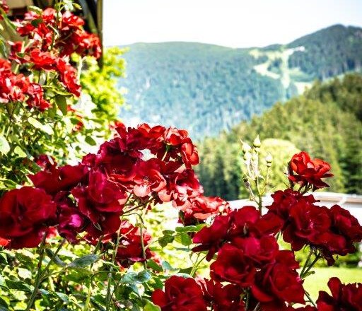 Garden, &copy; Hanifoto.at HANI OTTLIK