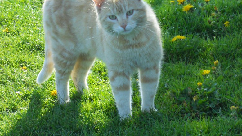 Himbrechts&ouml;d, &copy; Himbrechts&ouml;d