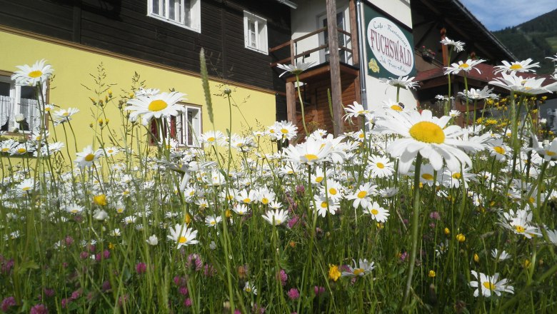 Pure nature - we live nature and flowers still bloom in front of our house, &copy; Franz Heher