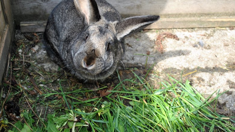 Bella the bunny, &copy; Patrick Leitner