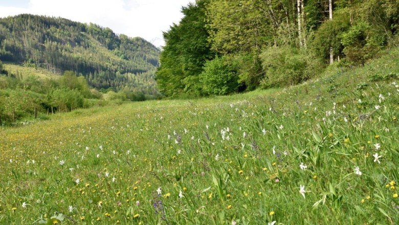 Fahrnlehen show meadow near Hollenstein an der Ybbs, © David Bock