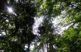 Durch den Wald, &copy; TB Gaming