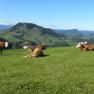 Auch die Kühe genießen die schöne Hügellandschaft, © Urlaub am Bauernhof – Fam. Schweighuber