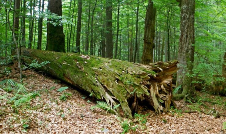 Wildnisgebiet Dürrenstein-Lassingtal, © zVg