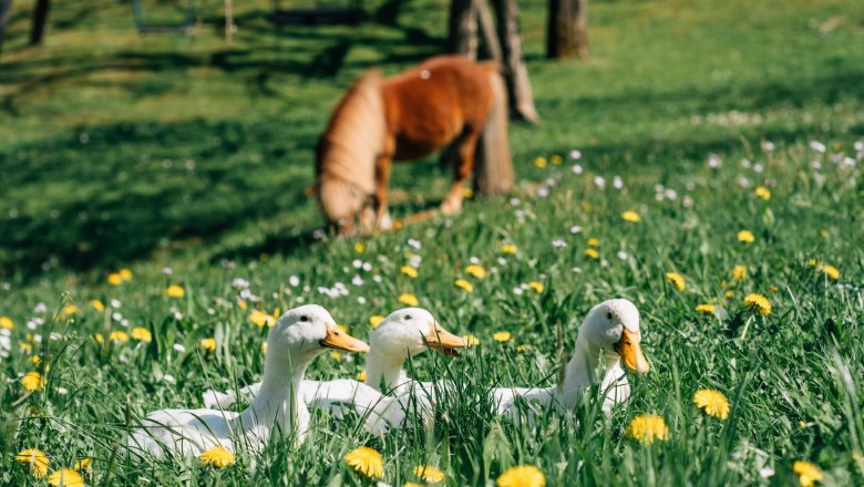 Vacation cottage Lenzau, &copy; Familie Heigl