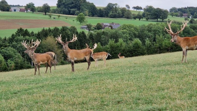 Hochrie&szlig; Wildlife Park - only 35 minutes from the Happy Nest and always worth a visit., &copy; Martin Bachner_Happy Nest