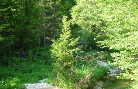 Brook path, &copy; Mostviertel